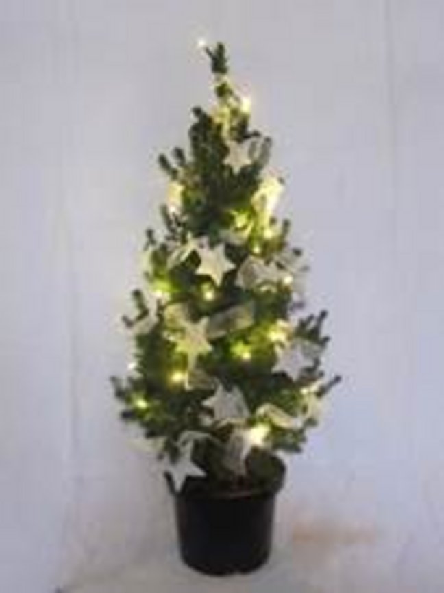 2025 Kerstbomen